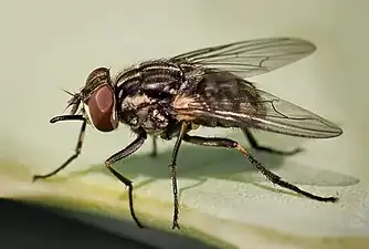 Stomxys calcitrans adult stable-fly.