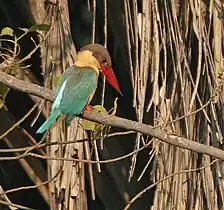 Eyeing prey in Kolkata, West Bengal, India.