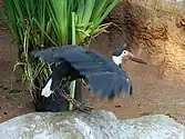 At San Diego Zoo