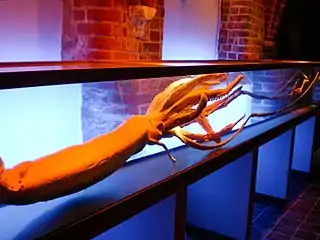 #478 (?/8/2003)Giant squid specimen with tentacles fully extended, exhibited at the German Oceanographic Museum in Stralsund