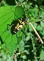 Rutpela (Strangalia) maculata, a longhorn beetle and a wasp mimic