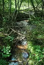 Stream at the Shivering Sands Preserve