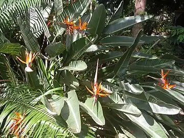 Bermuda Botanical Gardens