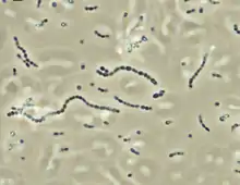 Streptococcus iniae, a Gram-positive, sphere-shaped bacteria caused losses in farmed marine and freshwater finfish of US$100 million in 1997.