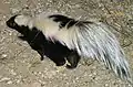 Striped skunk, Mephitis mephitis, displays prominent lighter markings against black, with raised bushy tail, honestly advertising its squirting scent glands.