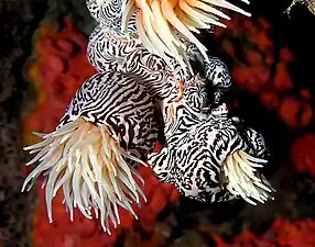 The tentacles of sea anemones bristle with tiny toxic harpoons.