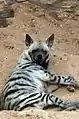 Striped hyena