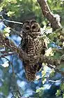 The Cibola National Forest contains thousands of acres of critical habitat for the threatened Mexican spotted owl.