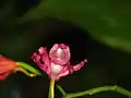 The Strobilanthus flower at the Namdapha National Park