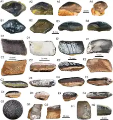 Teeth of Strophodus a specialised durophagous hybodont belonging to the family Acrodontidae