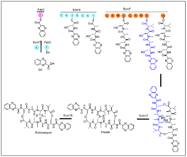 Structure of Echinomycin biosynthesis