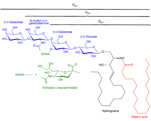 Structures of GM1, GM2, GM3 gangliosides