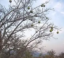 Strychnos spinosa tree in fruit
