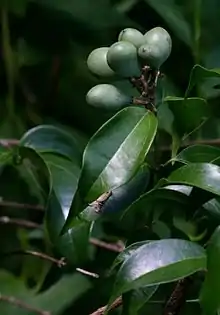 Strychnos usambarensis in fruit