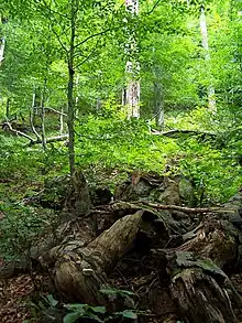 Forest in Stuzica
