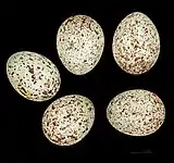 Eggs of Sturnella magna MHNT