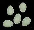 Eggs of  Sturnus unicolor - MHNT
