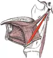 Extrinsic muscles of the tongue. Left side.