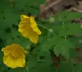 Wood poppy (Stylophorum diphyllum)