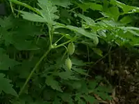 Pods closer to maturity, hanging below leaves