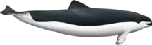 Subadult female spectacled porpoise