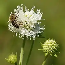 White-flowered form with the honey bee