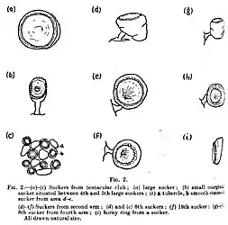 #109 (?/12/1933)Various suckers from the tentacular club and arms of the Dildo specimen  (Frost, 1934:108, fig. 2)