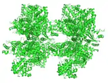  Ribbon diagram of sucrose synthase-1 3S27.