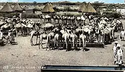 Postcard featuring camels in El-Obeid (1966)