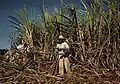 Sugar cane worker in the  vicinity of Guánica, Puerto Rico (1942)