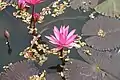 Lotus flowers on the lake