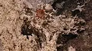 Coral growing on carbonate chimney rock.