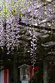 "Sunazuri-no-Fuji", wisteria flowers dropping down to reach the sand on the ground