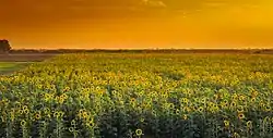 Sunflower field in Badin district
