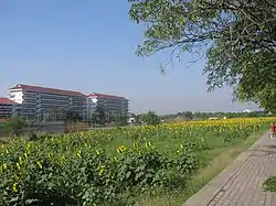 Sunflower field, the only one in Bangkok, behind Satriwitthaya 2 School