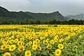 Sunflower fields at the south of Shi'e Village, 2015