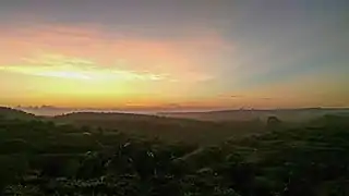Sunrise over a palm oil plantation