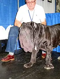Neapolitan Mastiff (size, loose, wrinkled skin on the head).