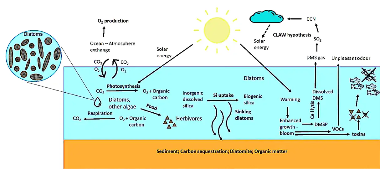 CNN = cloud condensation nuclei, DMS = dimethylsulphide, DMSP = dimethylsulfoniopropionate, VOCs = volatile organic compounds, dashed arrow: negative effect, solid arrow: positive effects