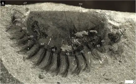 The holotype, and only known fossil, of Surusicaris