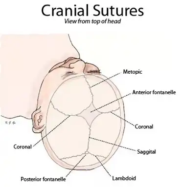 Cranial sutures shown from top of head.