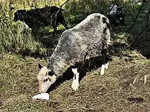 Svärdsjö sheep, an endangered Swedish local breed, licking salt