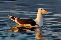 A swimming great black-backed gull