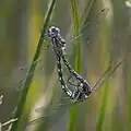 Mating pair