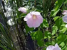 Swamp rose mallow