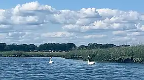 Swans at high tide in Charles E. Wheeler WMA