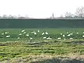 Mute swans on a field by the Vistula River in southern Poland