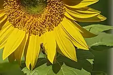 Sweat bee on a sunflower.