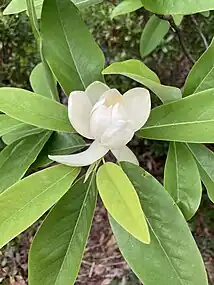 Sweet Bay Magnolia flower just before opening