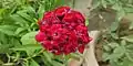 Dianthus barbatus in full bloom